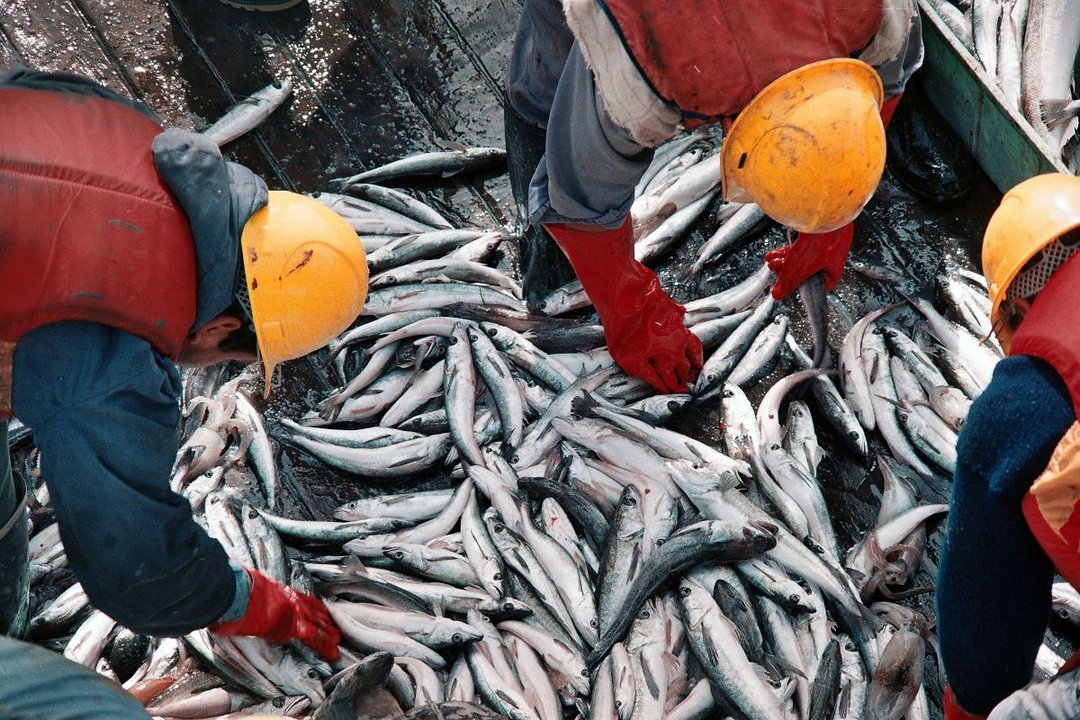La pesca mostró una leve mejora en diciembre, pero cerró 2025 con fuerte retroceso