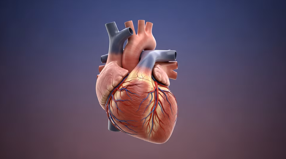 El corazón rompe la regla del cáncer: la explicación detrás de un fenómeno casi imposible 