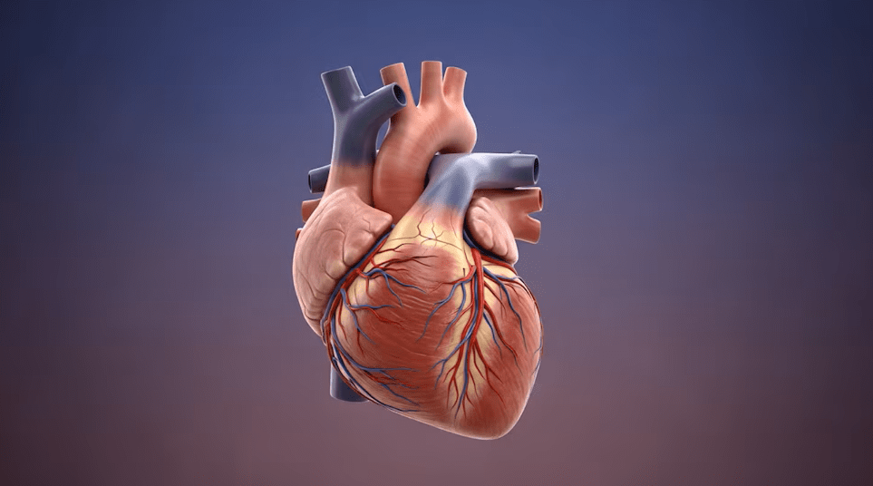 El corazón rompe la regla del cáncer: la explicación detrás de un fenómeno casi imposible 